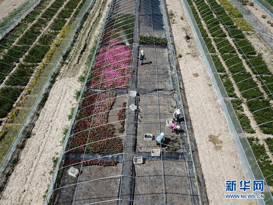 （新華全媒頭條&middot;走向我們的小康生活&middot;圖文互動(dòng)）（1）&ldquo;苦甲&rdquo;不再，&ldquo;甘味&rdquo;綿長&mdash;&mdash;脫貧攻堅(jiān)的甘肅味道