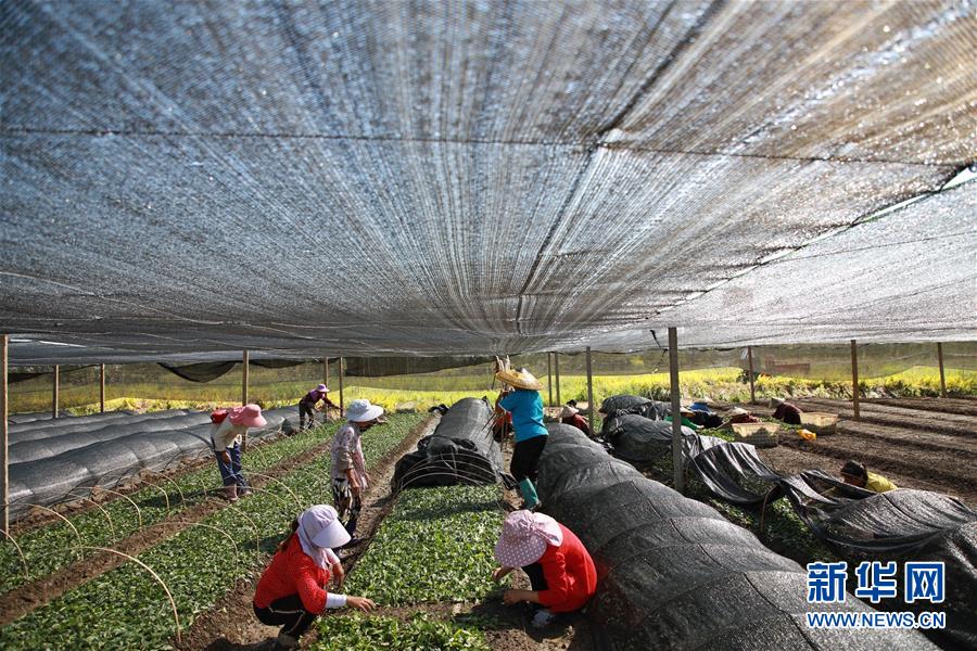 （新華全媒頭條&middot;決戰(zhàn)決勝脫貧攻堅&middot;督戰(zhàn)未摘帽貧困縣&middot;圖文互動）（7）不獲全勝，決不收兵&mdash;&mdash;全國52個掛牌督戰(zhàn)貧困縣脫貧攻堅紀(jì)實