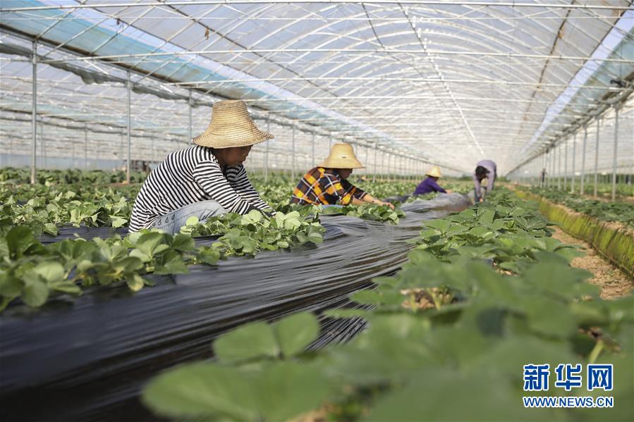 （新華全媒頭條&middot;決戰(zhàn)決勝脫貧攻堅&middot;督戰(zhàn)未摘帽貧困縣&middot;圖文互動）（12）不獲全勝，決不收兵&mdash;&mdash;全國52個掛牌督戰(zhàn)貧困縣脫貧攻堅紀(jì)實