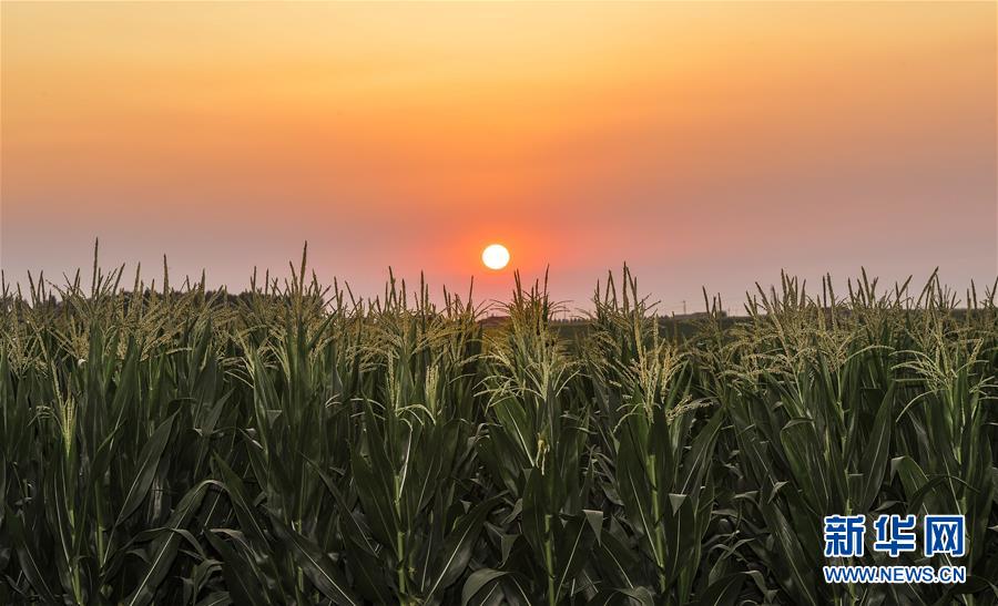 （新華全媒頭條&middot;圖文互動）（2）為現(xiàn)代農(nóng)業(yè)探新路&mdash;&mdash;來自吉林梨樹的田野報告