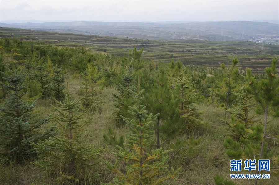 （決戰(zhàn)決勝脫貧攻堅(jiān)&middot;圖文互動(dòng)）（1）甘肅定西黃土高坡上，有片&ldquo;福州林&rdquo;