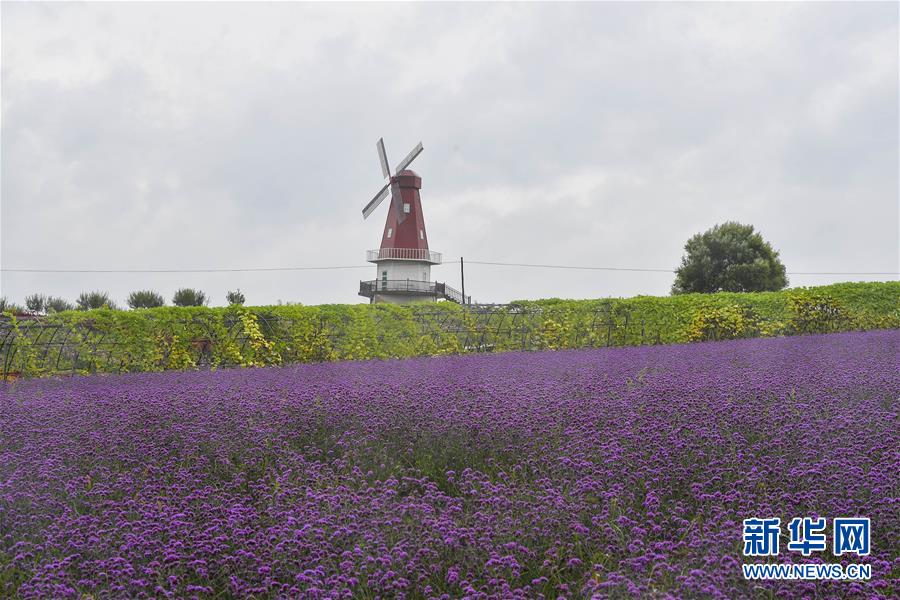 （新華全媒頭條&middot;走向我們的小康生活&middot;圖文互動(dòng)）（6）黑土地上是我家&mdash;&mdash;在吉林，一瞥中國(guó)東北鄉(xiāng)村美麗未來