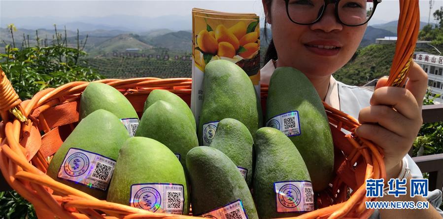 （決戰(zhàn)決勝脫貧攻堅&middot;圖文互動）（7）同飲一江水 攜手&ldquo;斬窮根&rdquo;&mdash;&mdash;深圳對口廣西河池、百色扶貧協(xié)作見聞