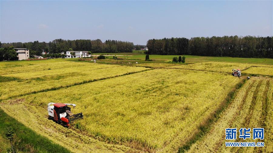 (新華全媒頭條·圖文互動(dòng))(11)天道酬勤的大地贊歌——寫(xiě)在第三個(gè)中國(guó)農(nóng)民豐收節(jié)之際