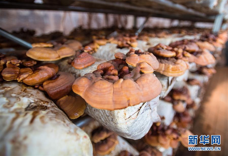 （新華全媒頭條&middot;走向我們的小康生活&middot;圖文互動）（4）特殊之年，荊楚大地書寫不平凡的答卷