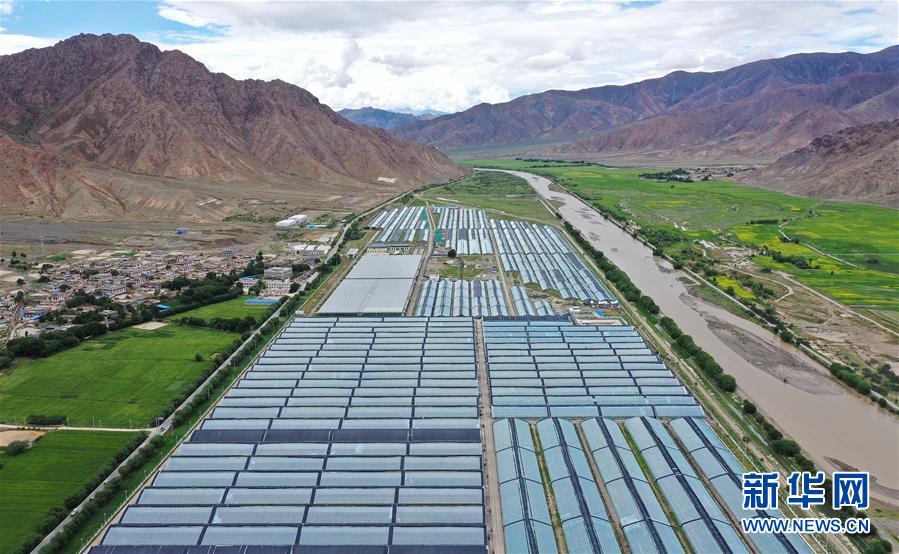 (走向我們的小康生活·決戰(zhàn)決勝脫貧攻堅·圖文互動)(2)高原喜見“壽光綠”——“世界屋脊”上的蔬菜發(fā)展奇跡