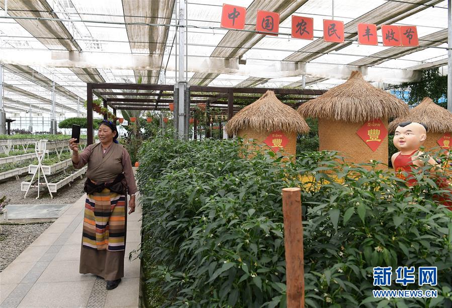 (走向我們的小康生活·決戰(zhàn)決勝脫貧攻堅·圖文互動)(3)高原喜見“壽光綠”——“世界屋脊”上的蔬菜發(fā)展奇跡