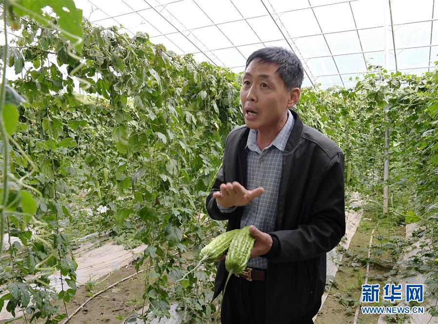 (走向我們的小康生活·決戰(zhàn)決勝脫貧攻堅·圖文互動)(4)高原喜見“壽光綠”——“世界屋脊”上的蔬菜發(fā)展奇跡