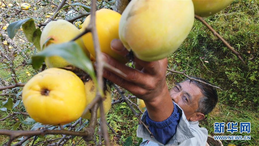 （熱點鮮報&middot;圖文互動）（2）善洲精神永相傳：留下一片綠洲 造福家鄉(xiāng)百姓