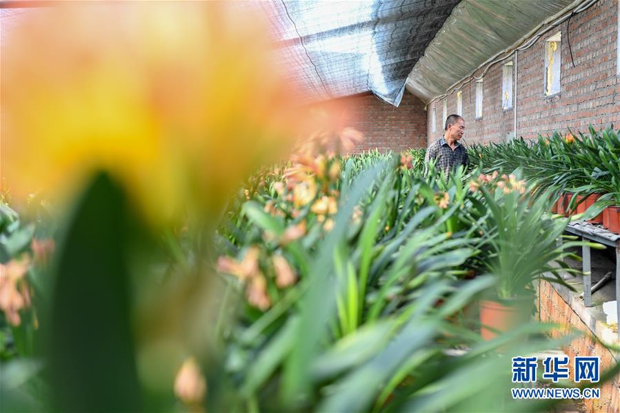 (決戰(zhàn)決勝脫貧攻堅(jiān)·圖文互動(dòng))(1)君子蘭在脫貧攻堅(jiān)戰(zhàn)場(chǎng)上“綻放”