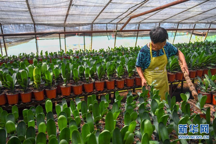 (決戰(zhàn)決勝脫貧攻堅(jiān)·圖文互動(dòng))(3)君子蘭在脫貧攻堅(jiān)戰(zhàn)場(chǎng)上“綻放”