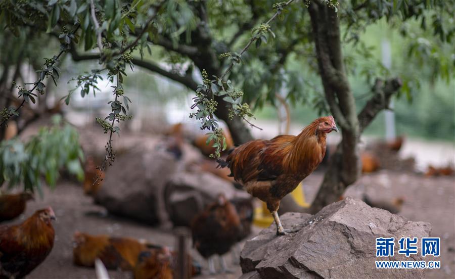 (新華全媒頭條·走向我們的小康生活·決戰(zhàn)決勝脫貧攻堅(jiān)·圖文互動(dòng))(5)昭通之變——全國貧困人口最多的地級(jí)市跨越記
