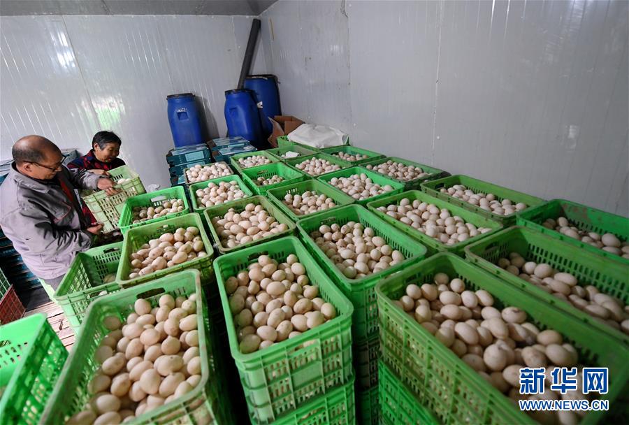 (決戰(zhàn)決勝脫貧攻堅·圖文互動)(7)17代人追逐的夢想實現(xiàn)了——記冀南平原劉秋口村變遷