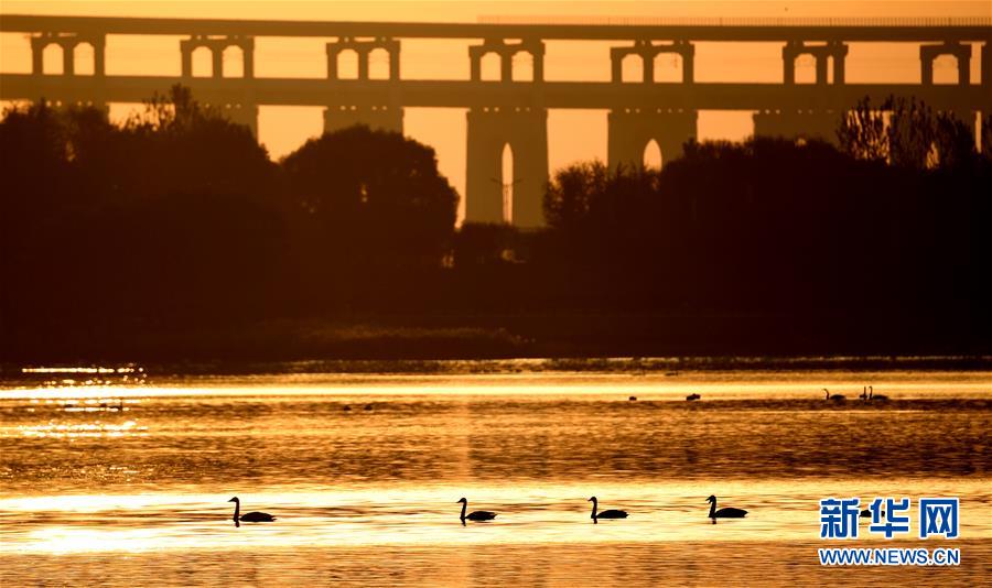 (新華全媒頭條·圖文互動)(7)從“四亂”突出到生態(tài)修復(fù) 黃河漸成中原“綠飄帶”