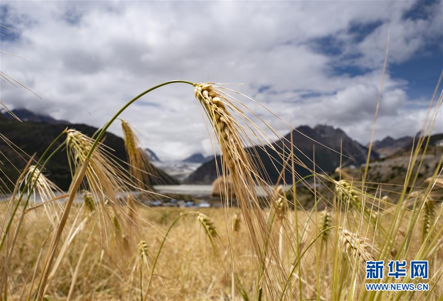 (新華全媒頭條·圖文互動)(10)愿做高原一粒種 化作金穗撒人間——追記我國青稞研究專家尼瑪扎西