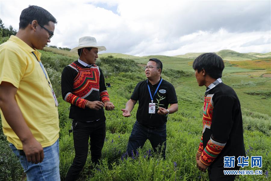 (鄉(xiāng)村振興·圖文互動(dòng))(4)涼山深處有“黃金”