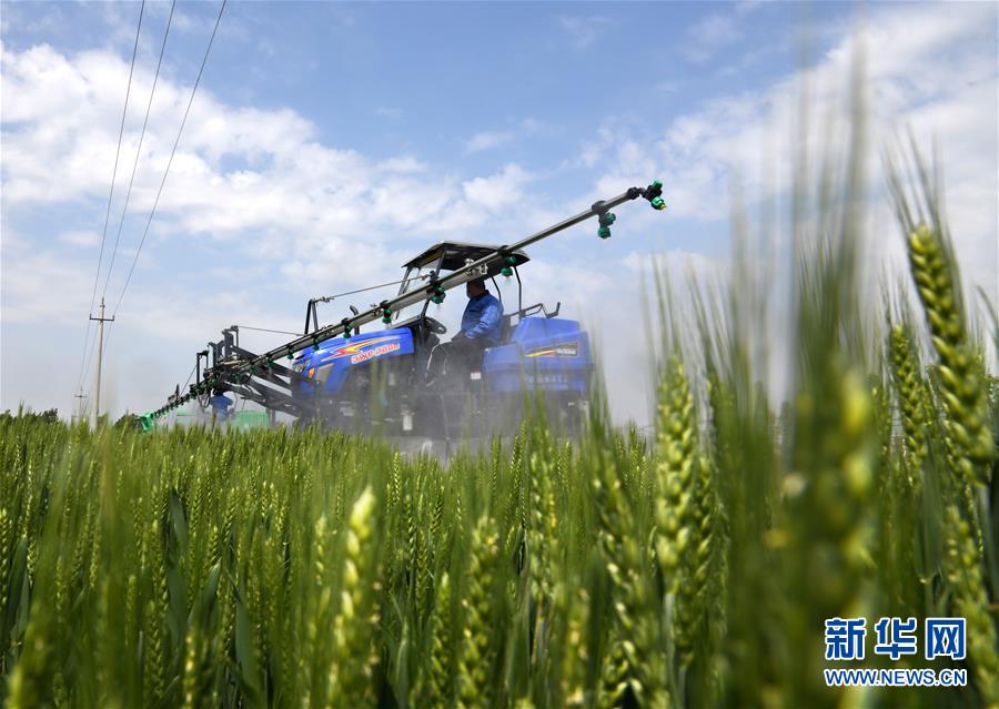 （在習(xí)近平新時代中國特色社會主義思想指引下&mdash;&mdash;新時代新作為新篇章&middot;習(xí)近平總書記關(guān)切事&middot;圖文互動）（7）新農(nóng)事、新希望&mdash;&mdash;夏收前田間新動態(tài)掃描