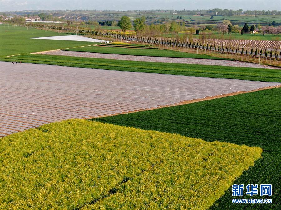 (在習近平新時代中國特色社會主義思想指引下——新時代新作為新篇章·習近平總書記關切事·圖文互動)(7)食為政首——穩(wěn)住農(nóng)業(yè)基本盤增添發(fā)展底氣