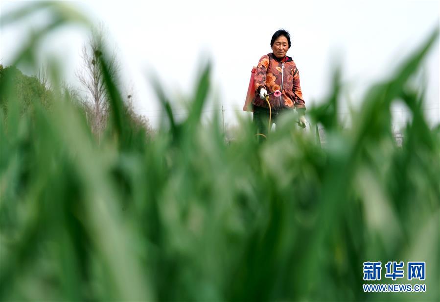 (在習近平新時代中國特色社會主義思想指引下——新時代新作為新篇章·習近平總書記關切事·圖文互動)(4)食為政首——穩(wěn)住農(nóng)業(yè)基本盤增添發(fā)展底氣