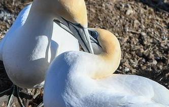 塘鵝的&ldquo;戀愛(ài)季節(jié)&rdquo;