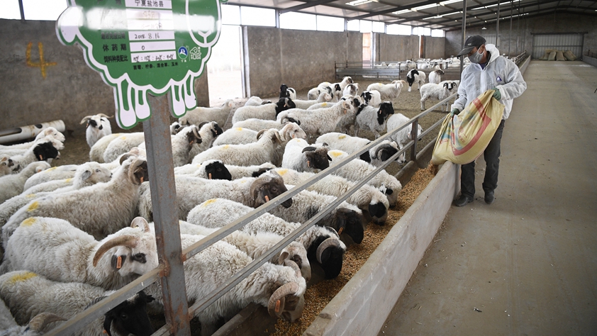 厚植產(chǎn)業(yè)根基 巧用金融工具&mdash;&mdash;寧夏鹽池縣脫貧紀(jì)實