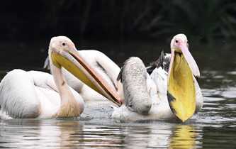 白鵜鶘&ldquo;作客&rdquo;?？? />  
<div>白鵜鶘“作客”海口</div>
</a>
<a href=