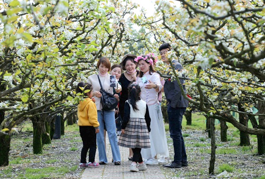 《梨花潔白春滿(mǎn)園》 東海一粒沙子/攝