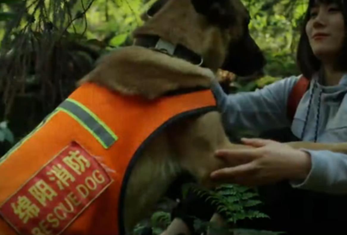 全國(guó)防災(zāi)減災(zāi)日｜無(wú)言的戰(zhàn)士 忠誠(chéng)的伙伴&mdash;&mdash;搜救犬