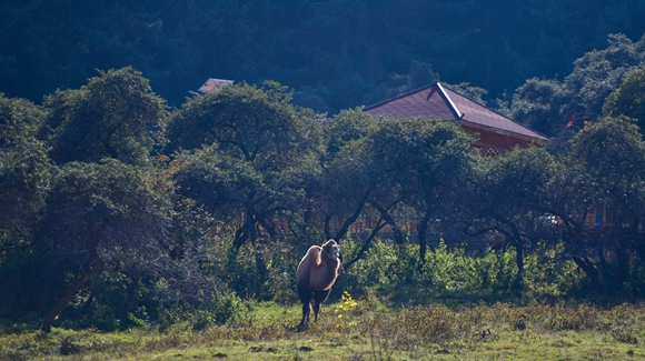 青?？柎澹?ldquo;光棍村&rdquo;的華麗轉(zhuǎn)身