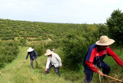&ldquo;一畝油茶百斤油，又娶媳婦又蓋樓&rdquo;&mdash;&mdash;河南光山走上生態(tài)富民路