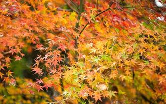 冬雨&ldquo;楓&rdquo;韻