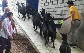 華能?？陔姀S：脫貧攻堅齊心力 貧困鄉(xiāng)村煥新顏