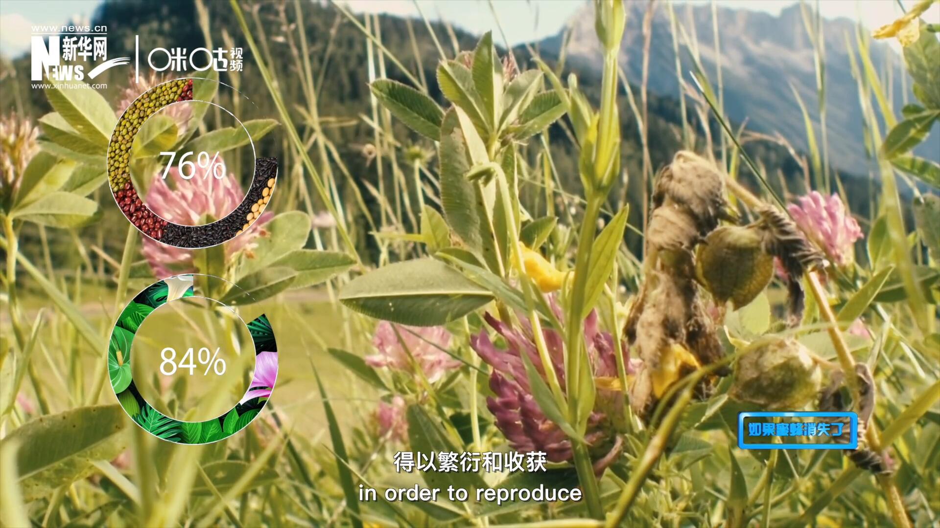 世界上百分之七十六的糧食作物和百分之八十四的植物，通過蜜蜂傳授花粉得以繁衍和收獲