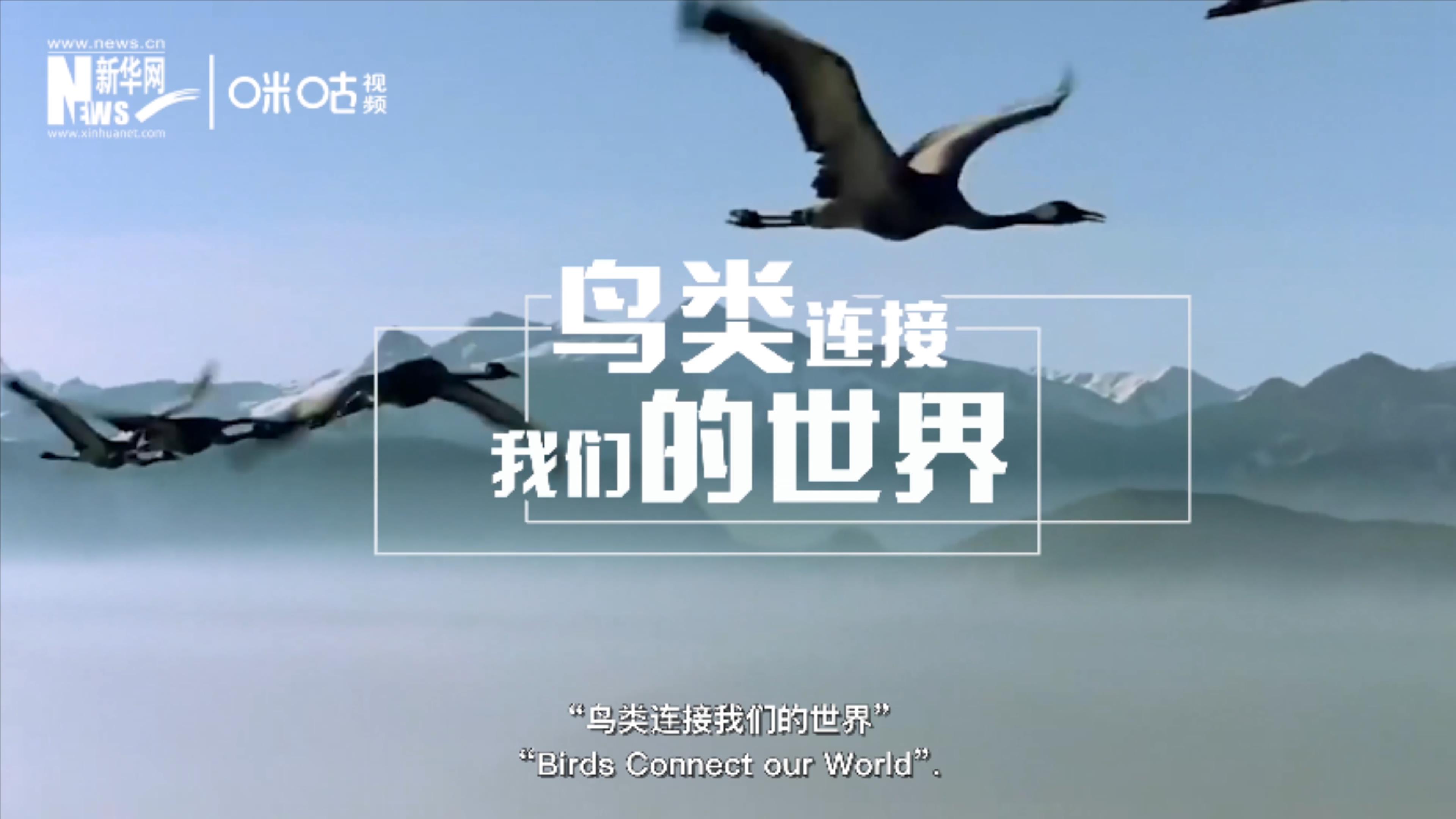2020年世界候鳥日的主題是&ldquo;鳥類連接我們的世界&rdquo;