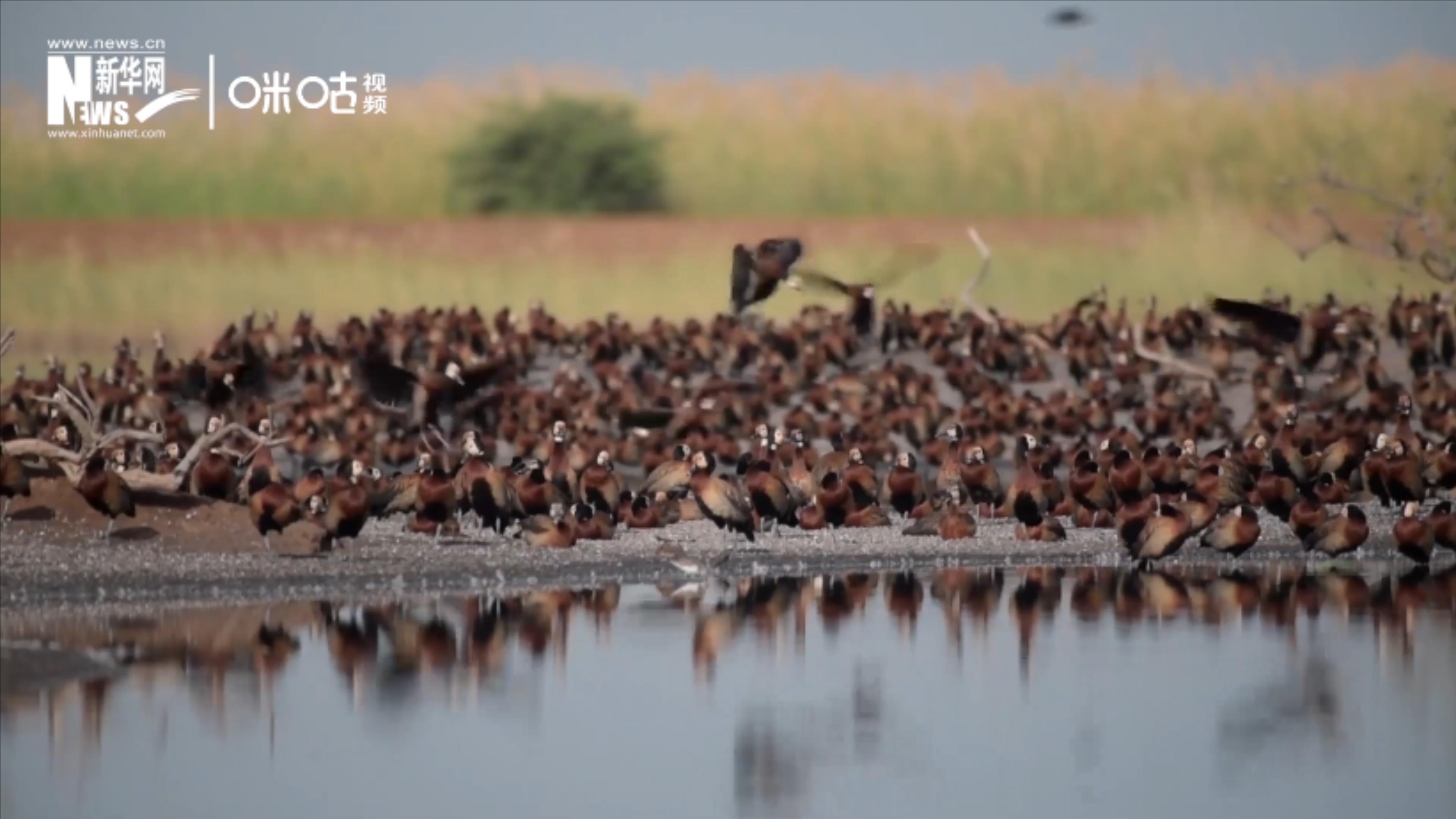 候鳥將人類、生態(tài)系統(tǒng)和世界各國(guó)連在一起