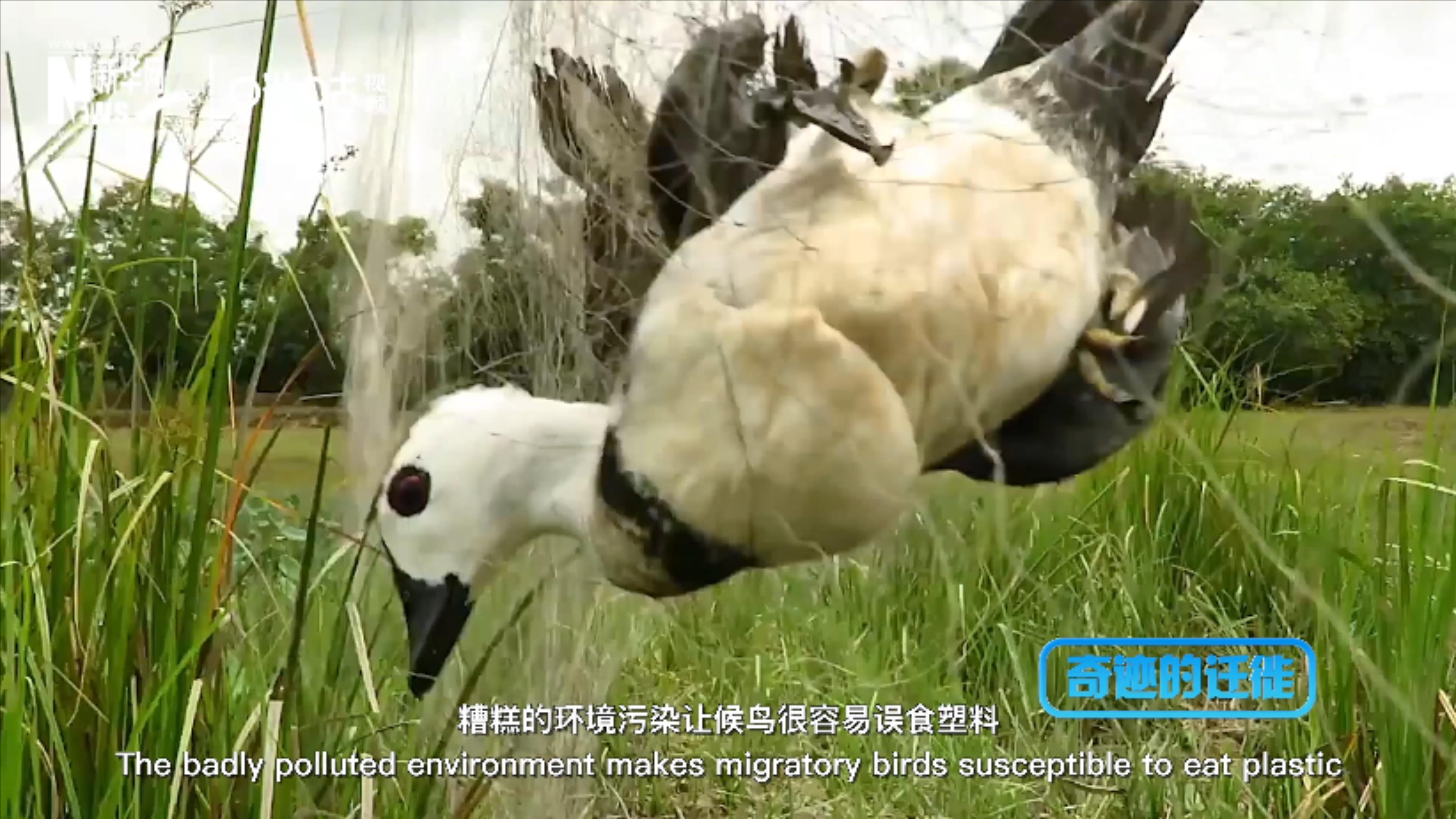 棲息地減少、環(huán)境污染、捕殺正威脅著候鳥的生存