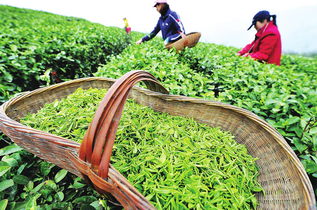 西湖龍井像LV包，原因在這里