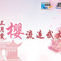 三月賞櫻，流連武大