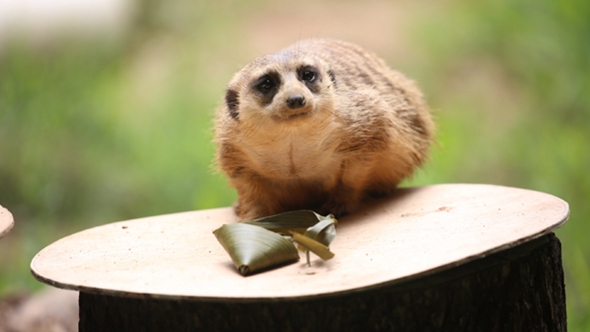 歡樂&ldquo;粽&rdquo;動(dòng)員！小動(dòng)物們吃上了&ldquo;專屬&rdquo;粽子