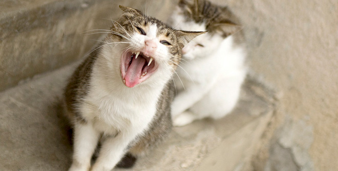 你見過(guò)這樣的腹黑貓嗎？