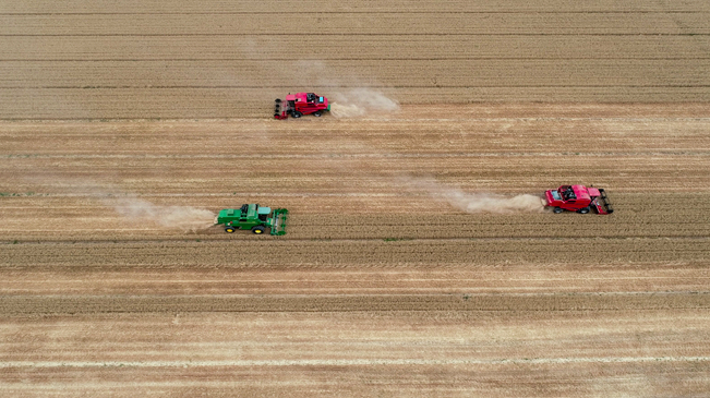 【&ldquo;飛閱&rdquo;中國】黃河兩岸，麥浪翻滾遍地金