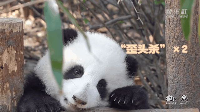 請注意，前方有滾滾發(fā)起近距離&ldquo;歪頭殺&rdquo;