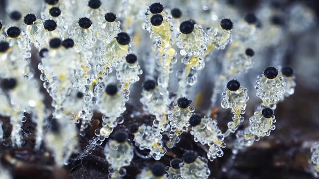 太美了！90后姑娘拍下微觀菌類世界