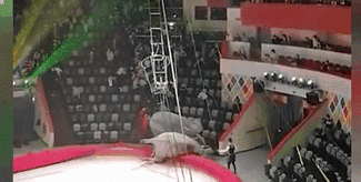 意外！場面失控 俄馬戲團(tuán)大象踩踏觀眾席