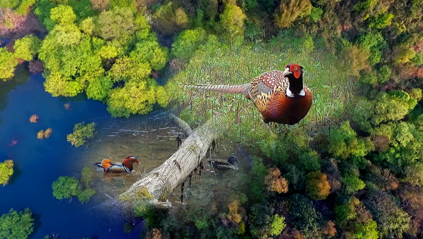 世界地球日丨神奇珍稀動(dòng)物在哪里？車八嶺國(guó)家級(jí)自然保護(hù)區(qū)走一波