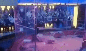 驚險(xiǎn)！ 俄馴獸師遭失控獅子撲咬