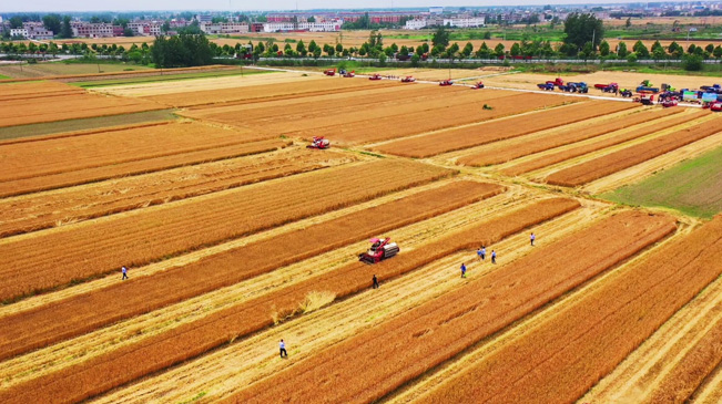 瞰豐收！風(fēng)吹麥浪 &ldquo;鐵馬&rdquo;馳騁