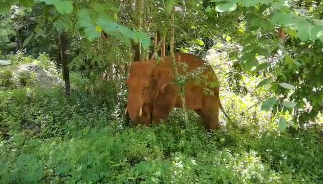 離群32天！云南北移離群獨象安全回家 專家詳解獨象&ldquo;南歸&rdquo;