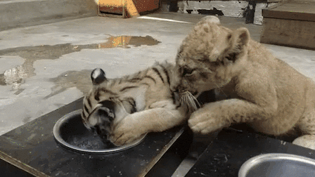 &ldquo;萌萌噠&rdquo;！虎獅&ldquo;姊妹花&rdquo;