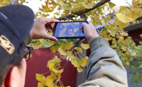 拯救你的拍照技術(shù)！五招用手機(jī)拍出唯美銀杏照